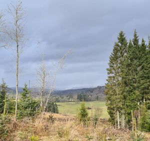 Blackcraig Forest