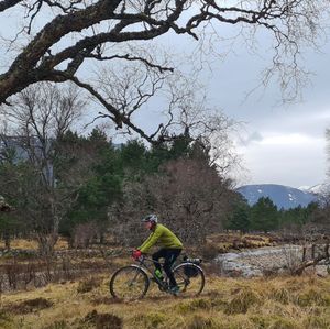 Black Wood of Rannoch